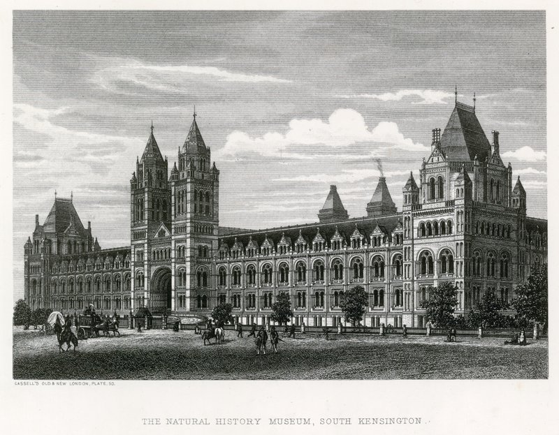 The Natural History Museum, 1881 by English School