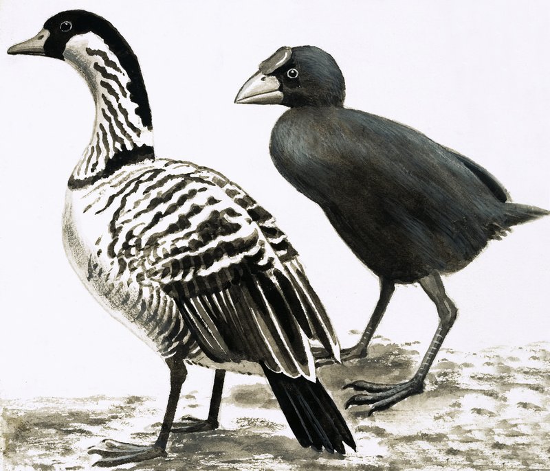 The Ne-Ne or Hawaiian Goose and Takahe bird by English School