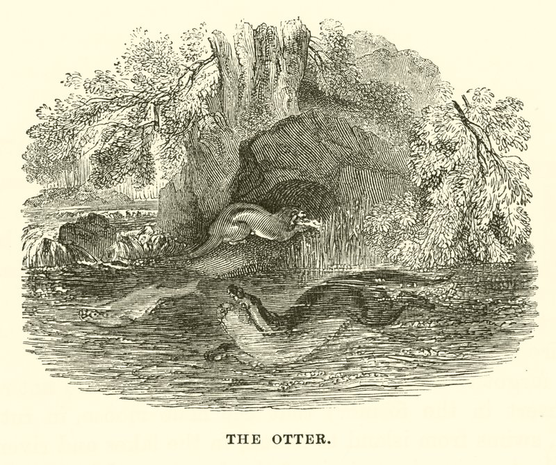 The Otter by English School