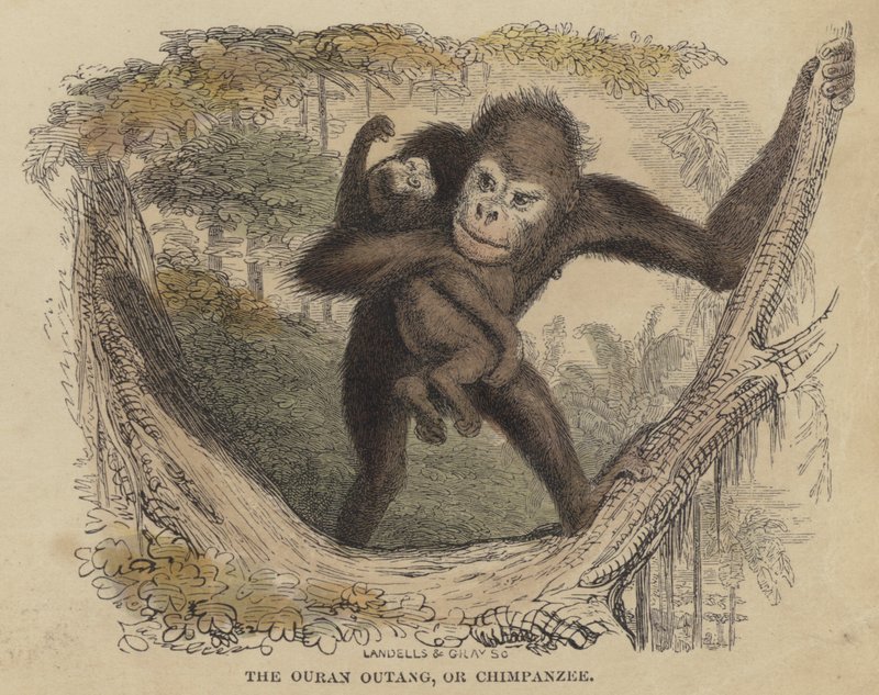 The Ouran Outang, or Chimpanzee by English School