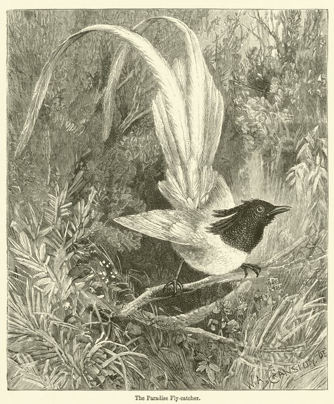 The Paradise Flycatcher by English School