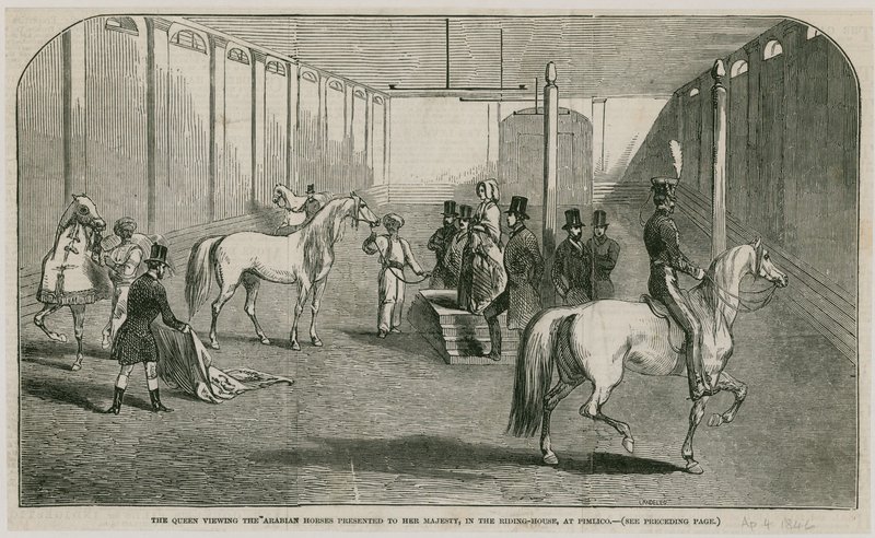 The Queen Viewing the Arabian Horses Presented to Her Majesty, in the Riding House at Pimlico by English School