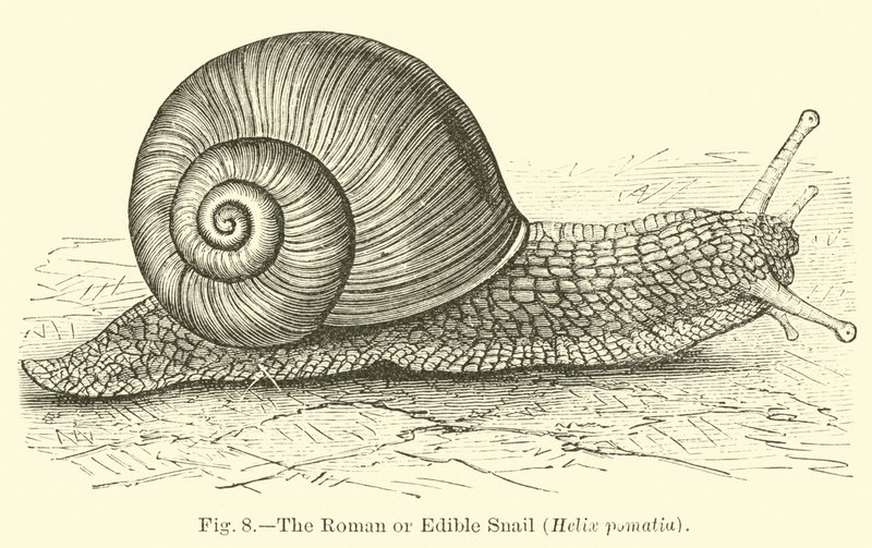 The Roman or Edible Snail by English School