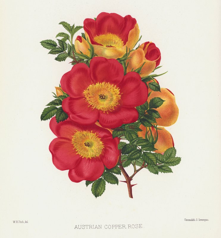 The Rose Garden: Austrian Copper Rose by English School