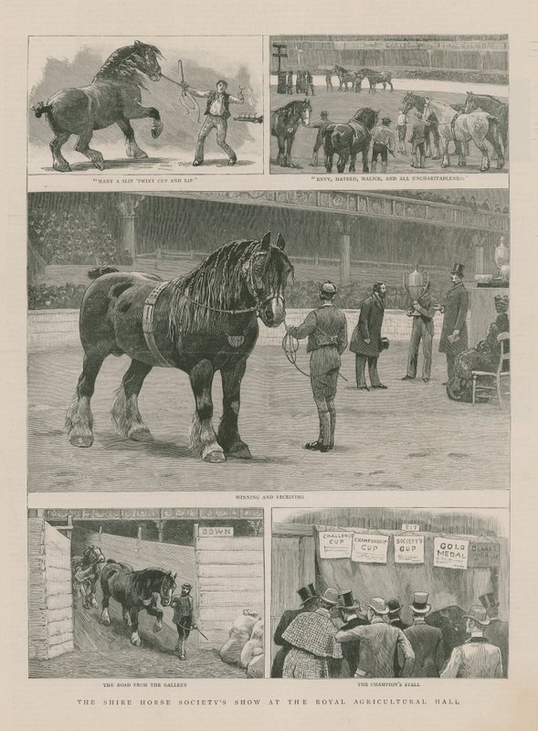 The Shire Horse Societys Show at the Royal Agricultural Hall by English School
