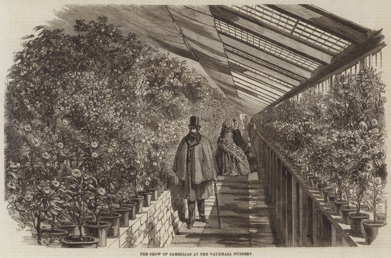 The Show of Camellias at the Vauxhall Nursery by English School
