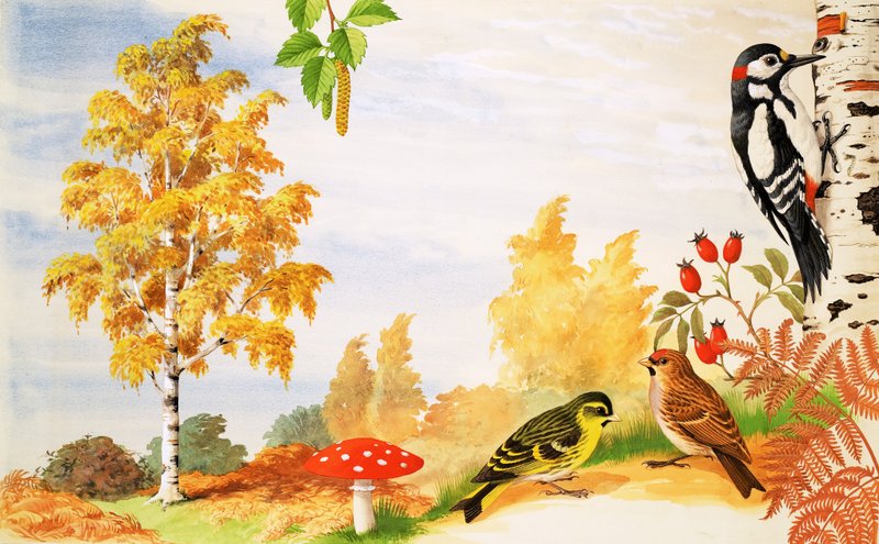 The Silver Birch Tree and animals and plants you might find around it by English School