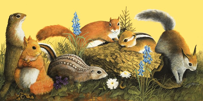 The Squirrel Family, illustration from 