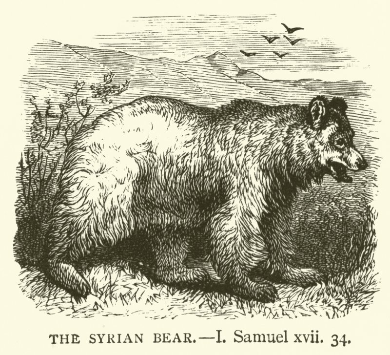 The Syrian Bear, I, Samuel, xvii, 34 by English School