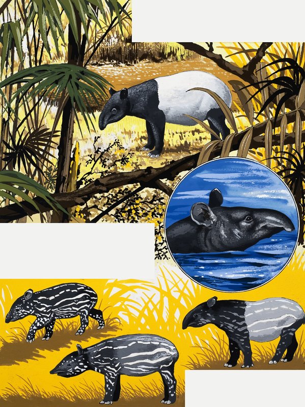 The Tapir by English School