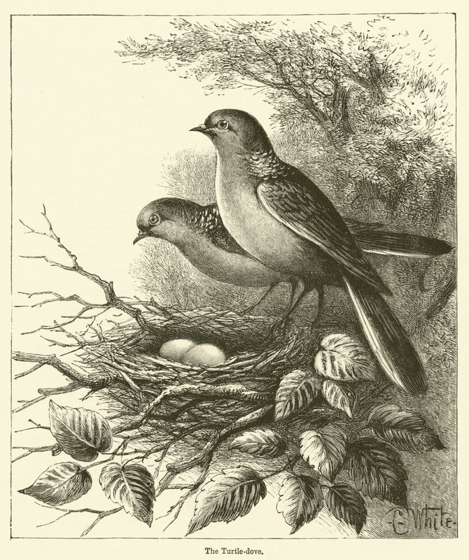 The Turtle-dove by English School
