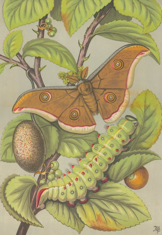 The Tussar Silkworm of India by English School