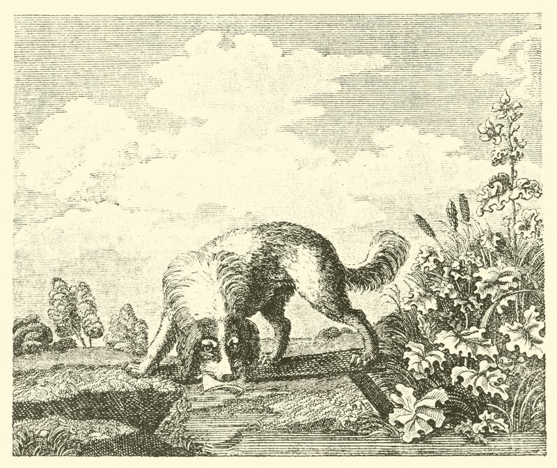 The dog and the shadow by English School