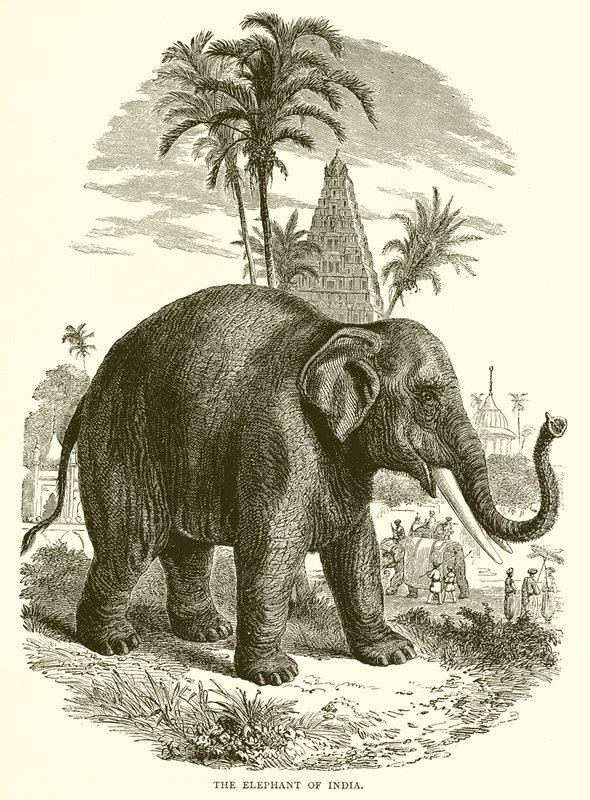 The Elephant of India by English School