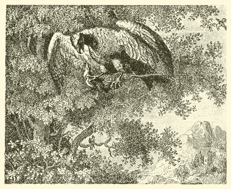 The Hawk and the Nightingale by English School