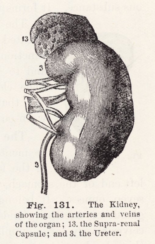 The kidney, showing the arteries and veins of the organ by English School