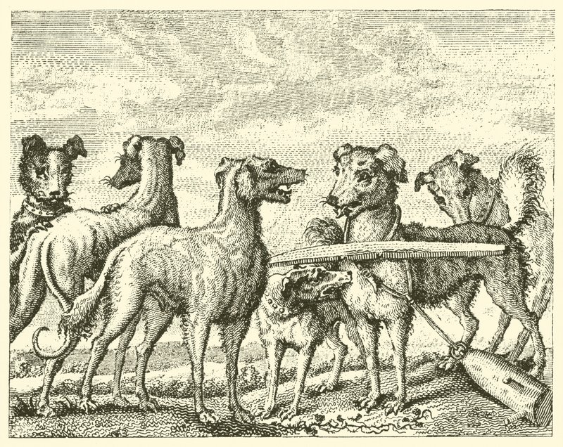 The Mischievous Dog by English School