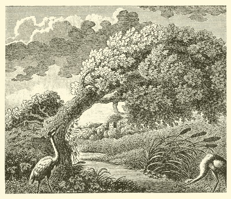 The oak and the reed by English School