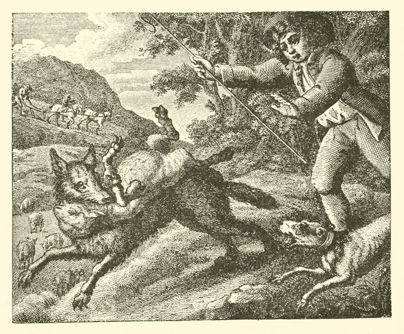 The Shepherd