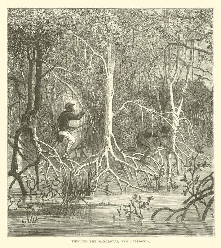 Through the Mangroves, New Caledonia by English School