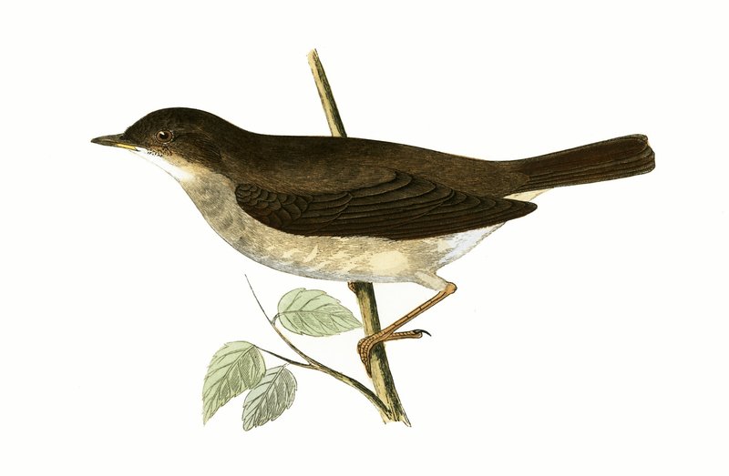 Thrush Nightingale, illustration from 