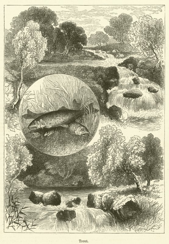 Trout by English School