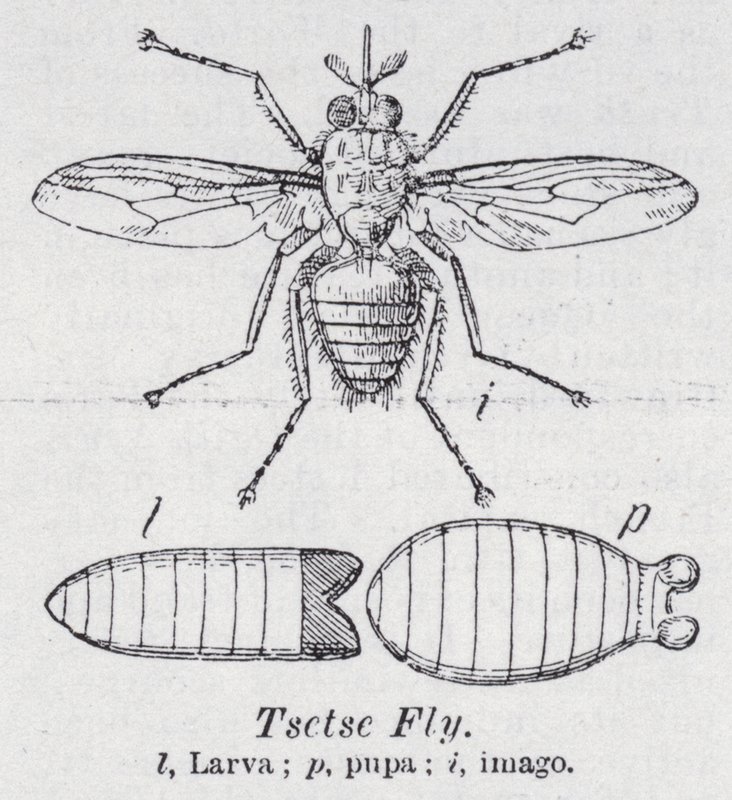 Tsetse Fly by English School