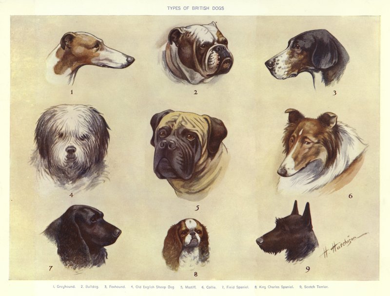 Types of British Dogs by English School