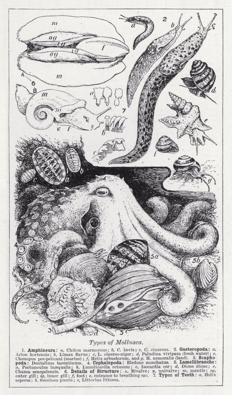 Types of Mollusca by English School
