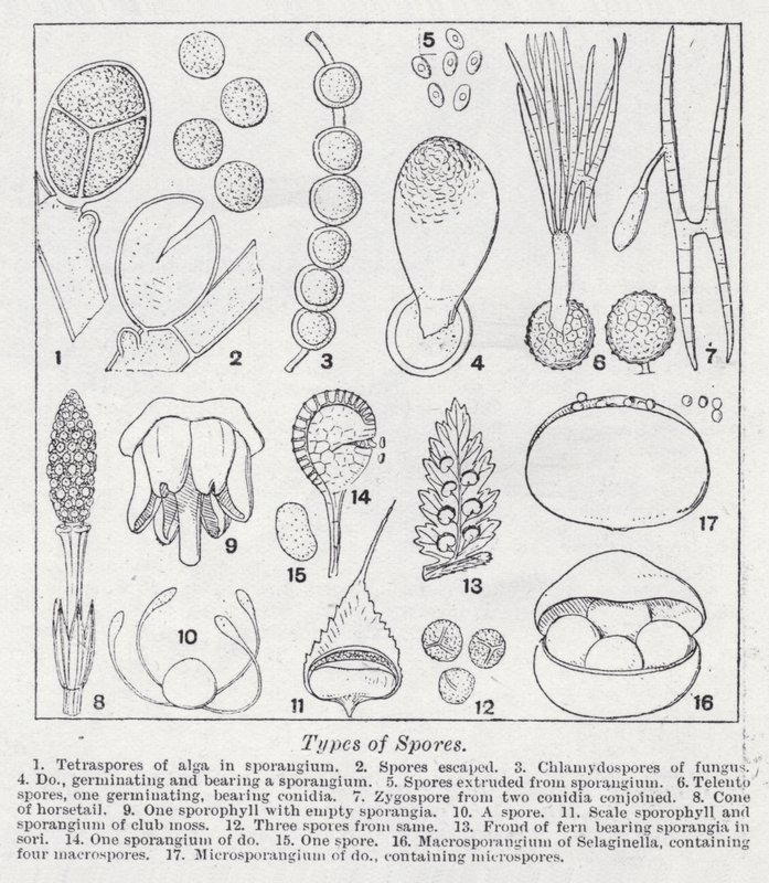 Types of spores by English School