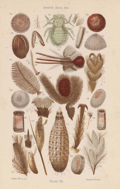 Under the Microscope: Insects