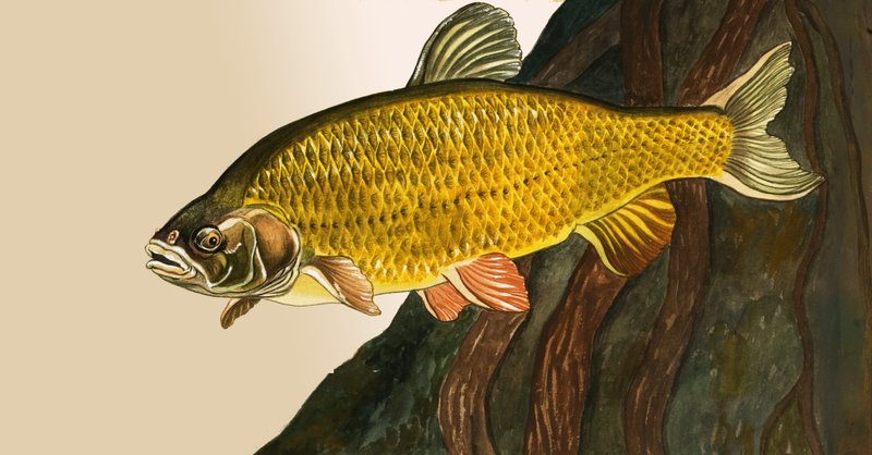 Unidentified Fish by English School