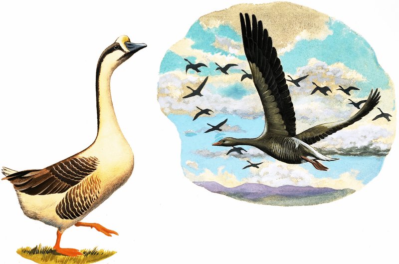 Unidentified Geese by English School