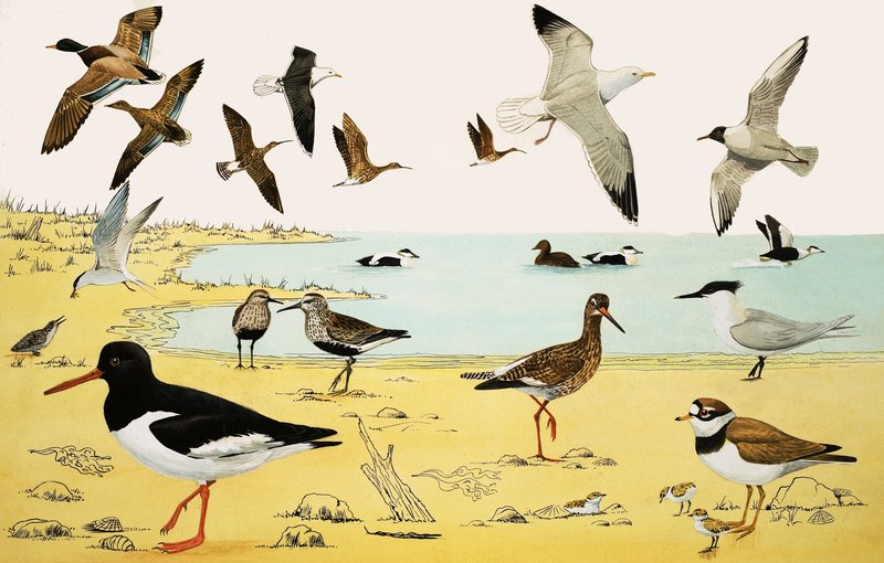 Unidentified seabirds montage by English School