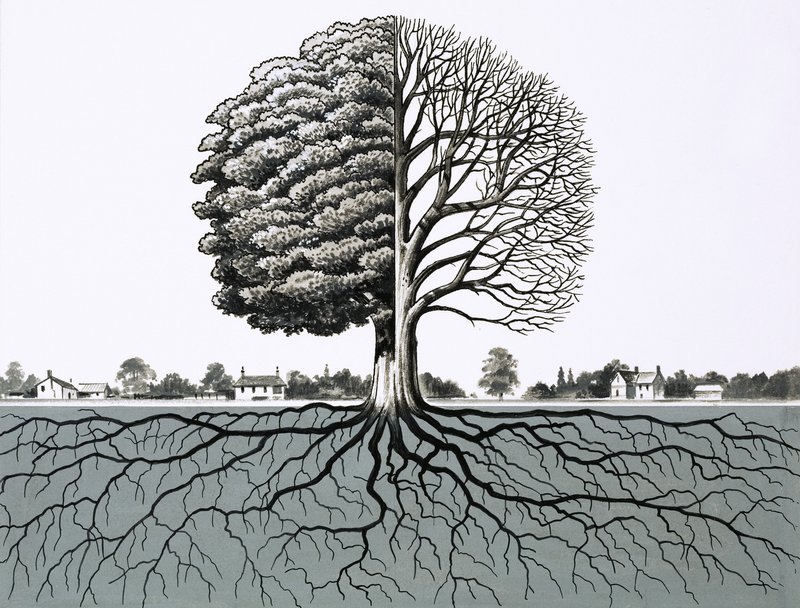 Unidentified Tree, Showing Half Without Leaves and Root System by English School