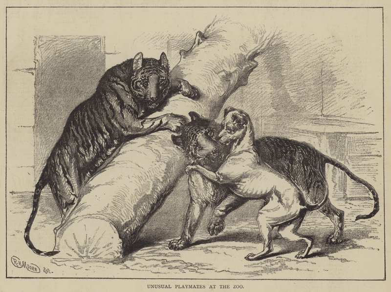 Unusual Playmates at the Zoo by English School