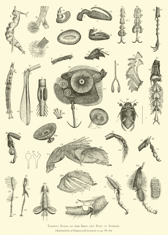 Various Parts of the Legs and Feet of Insects by English School