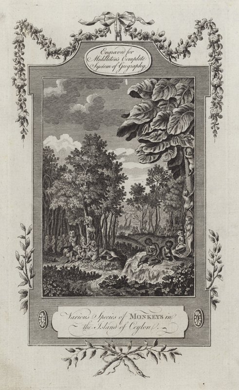 Various Species of Monkeys in the Island of Ceylon by English School