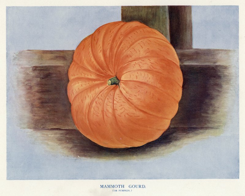 Vegetable Grower