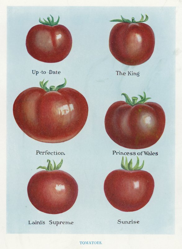 Vegetable Grower