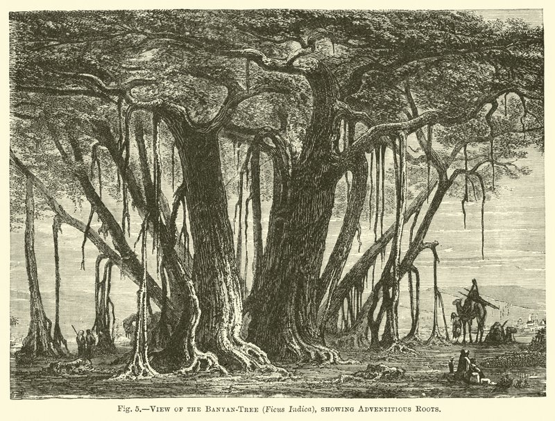 View of the Banyan-Tree (Ficus Indica), showing Adventitious Roots by English School