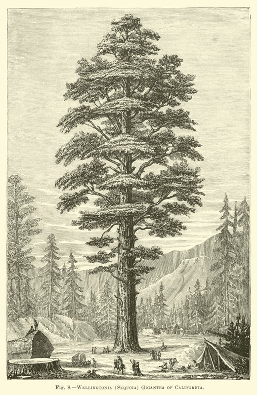 Wellingtonia (Sequoia) Gigantea of California by English School
