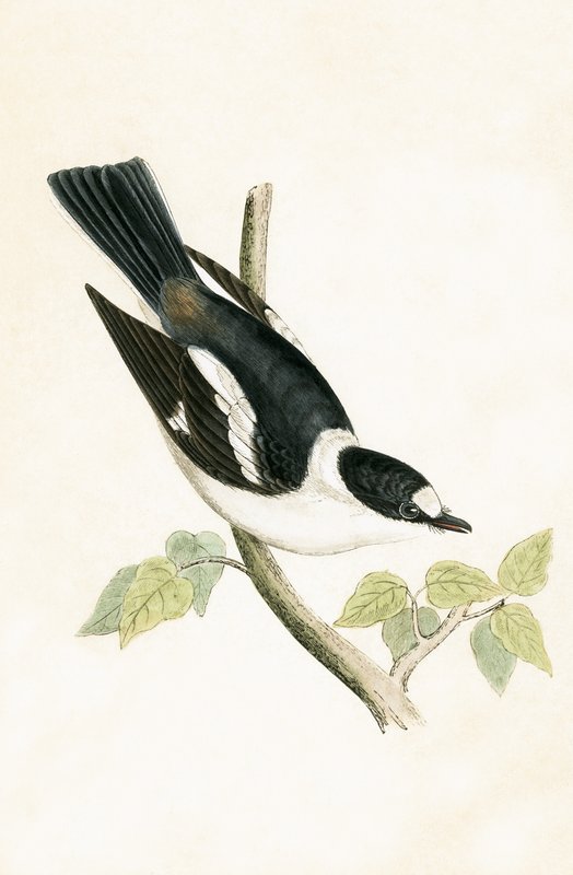 White Collared Flycatcher, Illustration from 