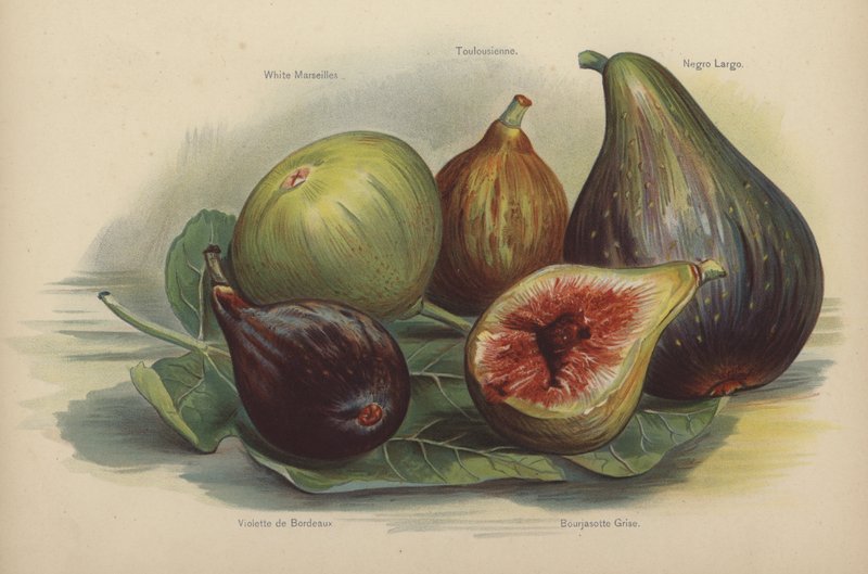 White Marseilles, Toulousienne, Schwarze Largo, Violette de Bordeaux, Bourjasotte Grise by English School