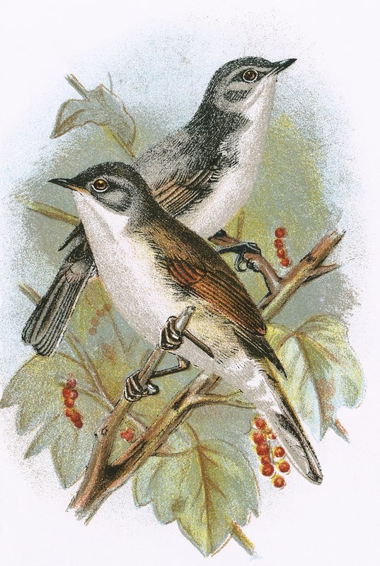 Whitethroat and Lesser Whitethroat by English School