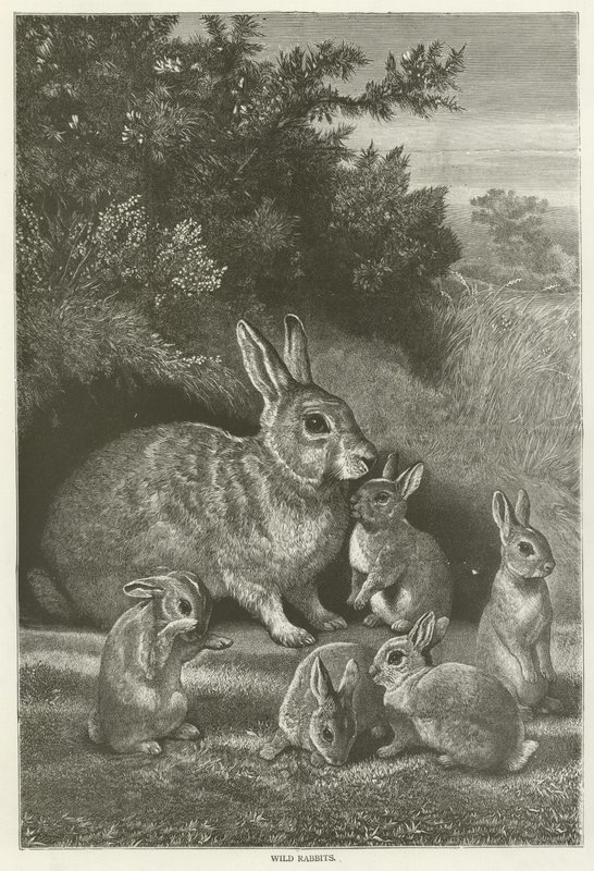 Wild Rabbits by English School
