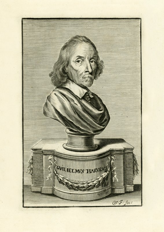 William Harvey by English School