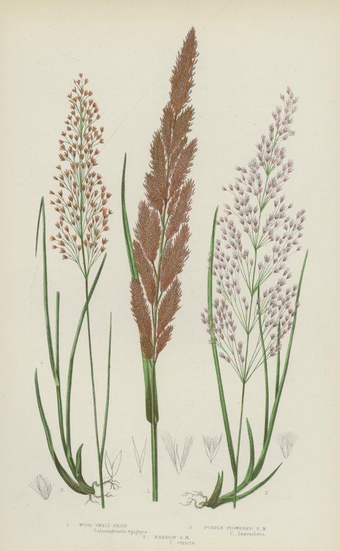 Wood Small Reed, Purple Flowered Small Reed, Narrow Small Reed by English School