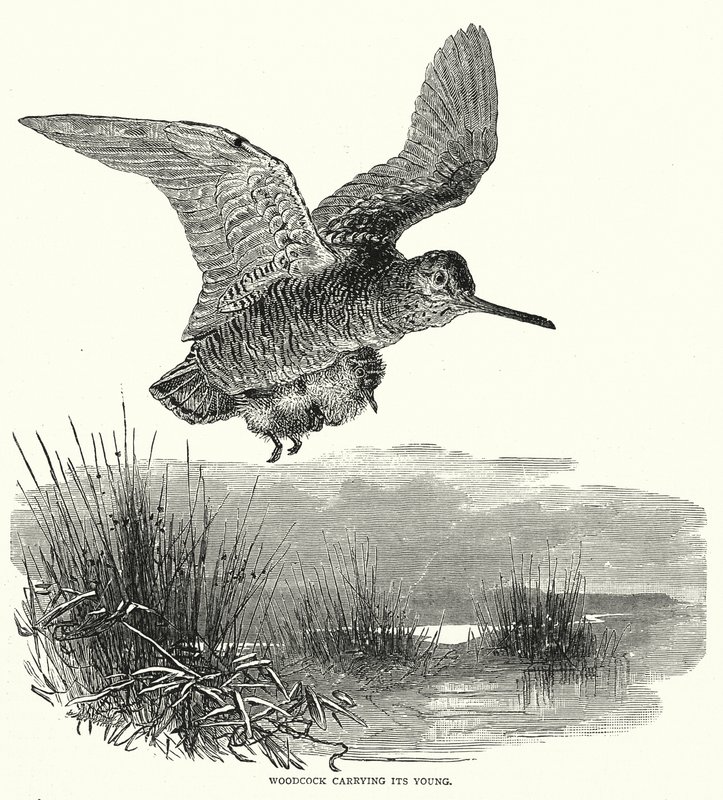 Woodcock Carrying Its Young by English School