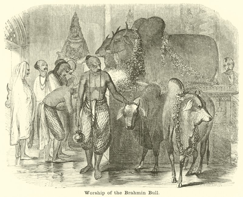 Worship of the Brahmin Bull by English School